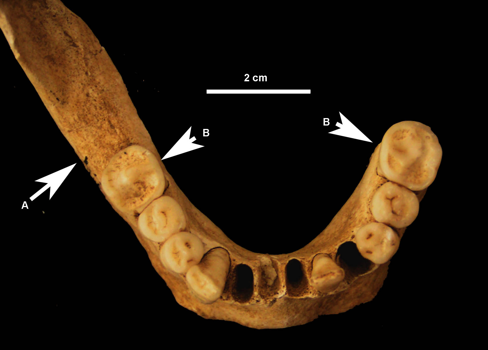 Bio-anthropology and ancient DNA | Knowledgebase